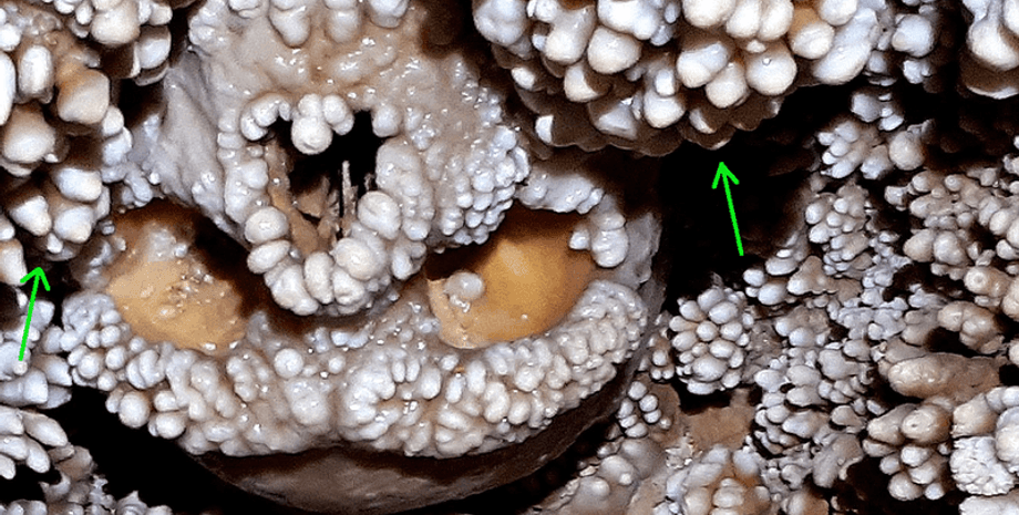 смерть, останки, находка, археология, скелет, пещера, древние люди, альтамурский человек, неандерталец, окаменевший скелет, пещера Ламалунга, воронка, пещерный попкорн, кальцит, влажная среда