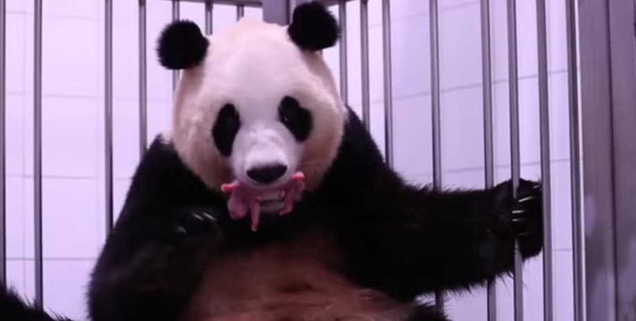 Народження панд близнюків, панда, близнюки, дитинчата панди, зоопарк, парк, природа, тварини,