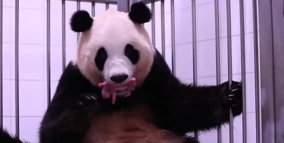 Народження панд близнюків, панда, близнюки, дитинчата панди, зоопарк, парк, природа, тварини,