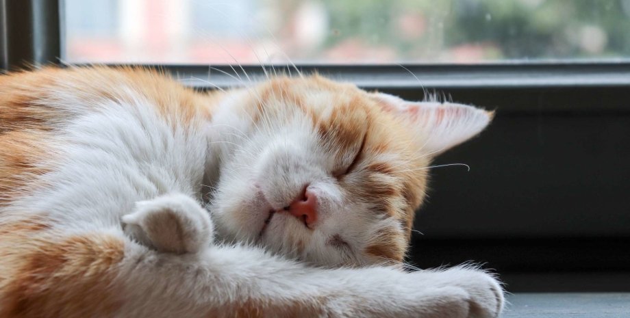 спящий кот, окно, подоконник, фото