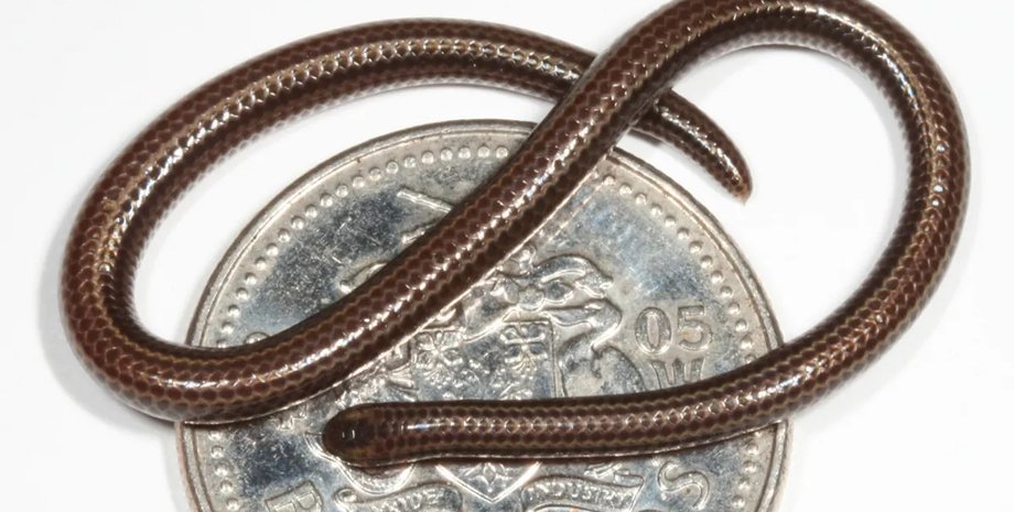 барбадосская нитевидная змея