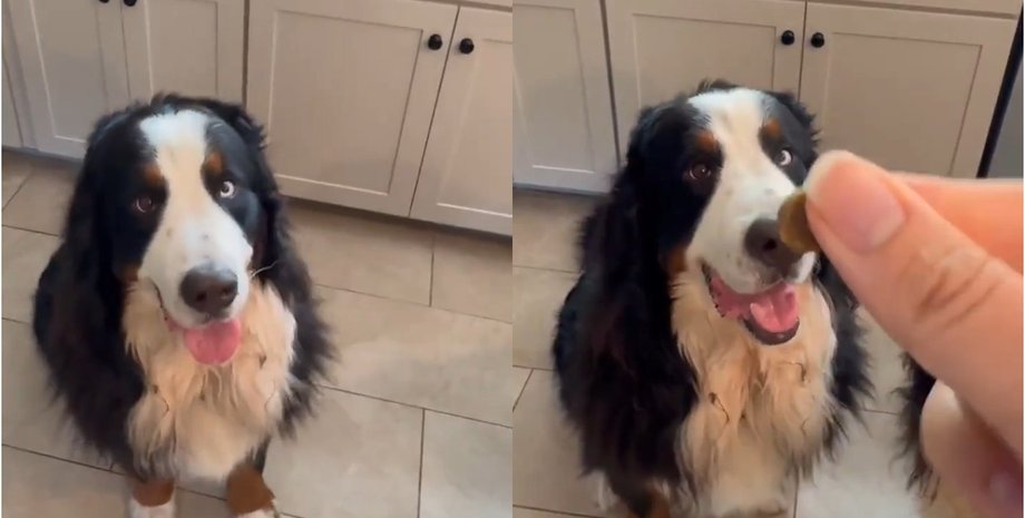 "Он особенный": пес озадачил всех бесплодными попытками выучить простой трюк