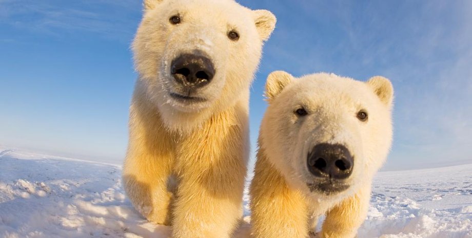 білий ведмідь