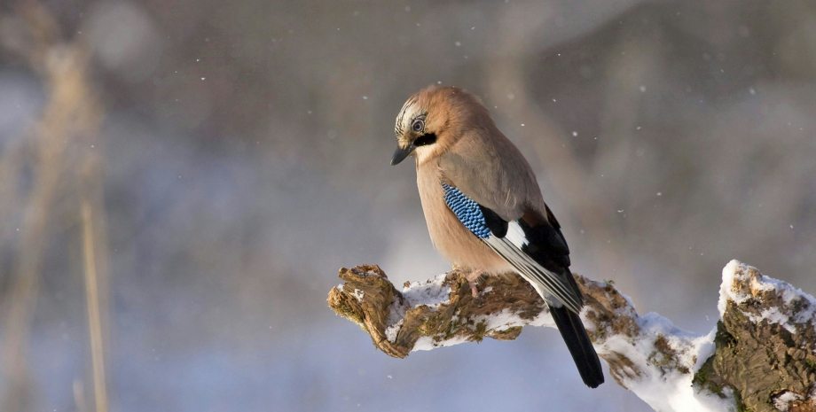 Погода сьогодні в Україні буде морозною погода в Україні, зимова погода, зима, морозна погода, холодна погода, невеликий сніг, сніжна погода