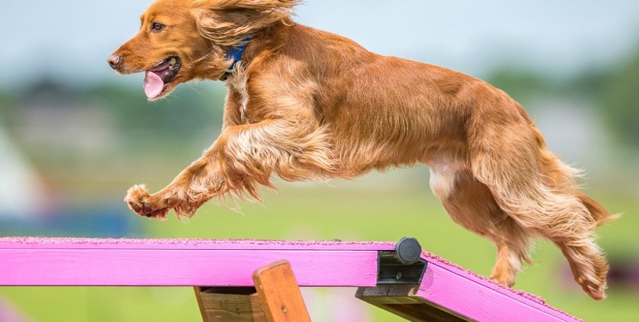 Собака, породы собак, характер