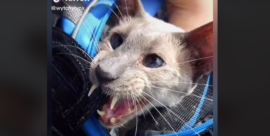 Сабер, кот, мутация