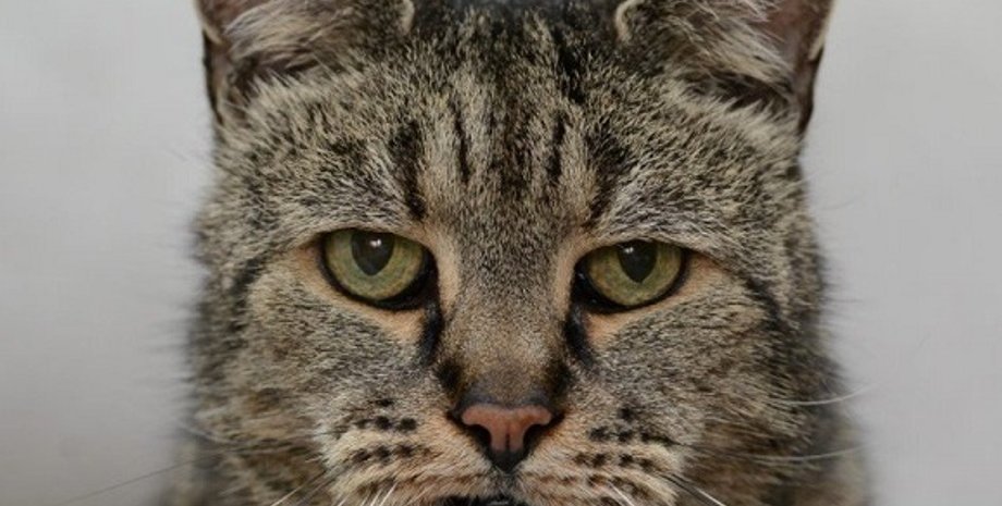 Самый старый кот на земле / Фото: twitter.com/northnews