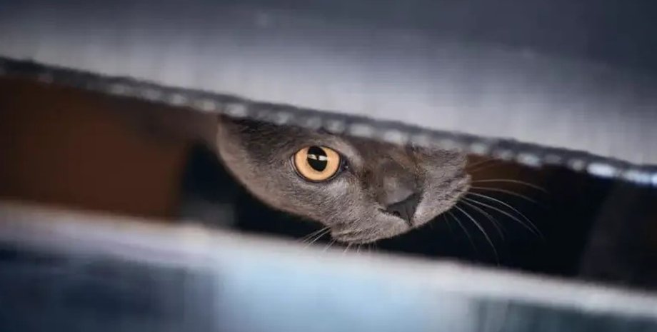 новости мира, новости Китая, женщина, кот, увольнение с работы, заявление, клавиатура