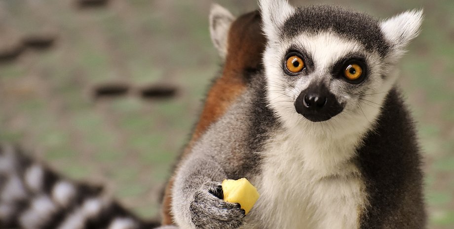 Фото пользователя Alexas_Fotos на Pixabay