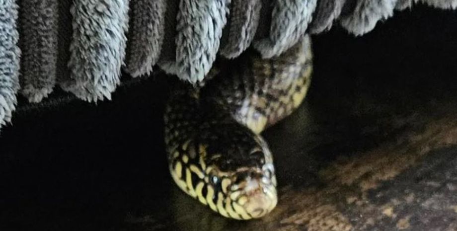 Семья из Великобритании нашла под диваном настоящую змею, как рептилия попала в помещение, интересные истории