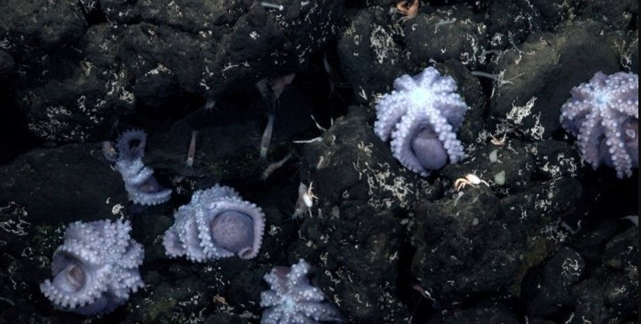 осьминоги, питомник осьминогов