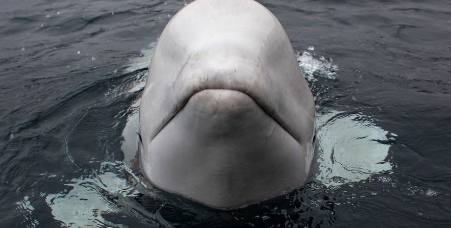 Белуха Хвалдимир