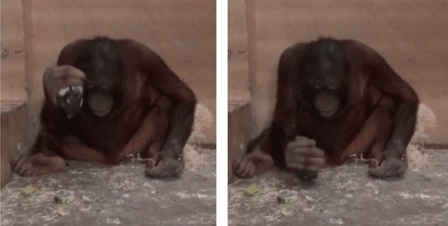 орангутанг, каменные орудия