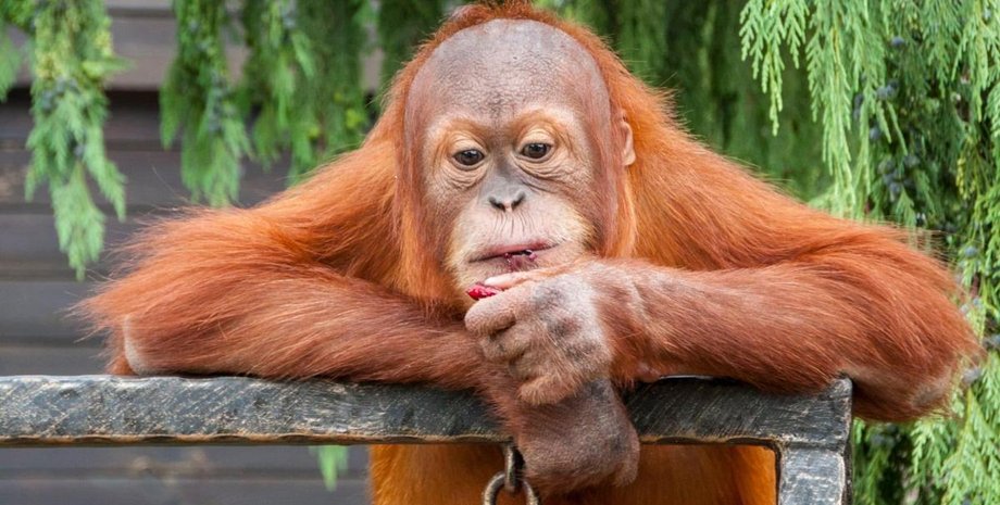 орангутанг, зоопарк «XII Місяців», зоопарк 12 місяців, Харківський зоопарк, зоопарк обстріли, зоопарк війна, зоопарк допомога тваринам, корма для тварин