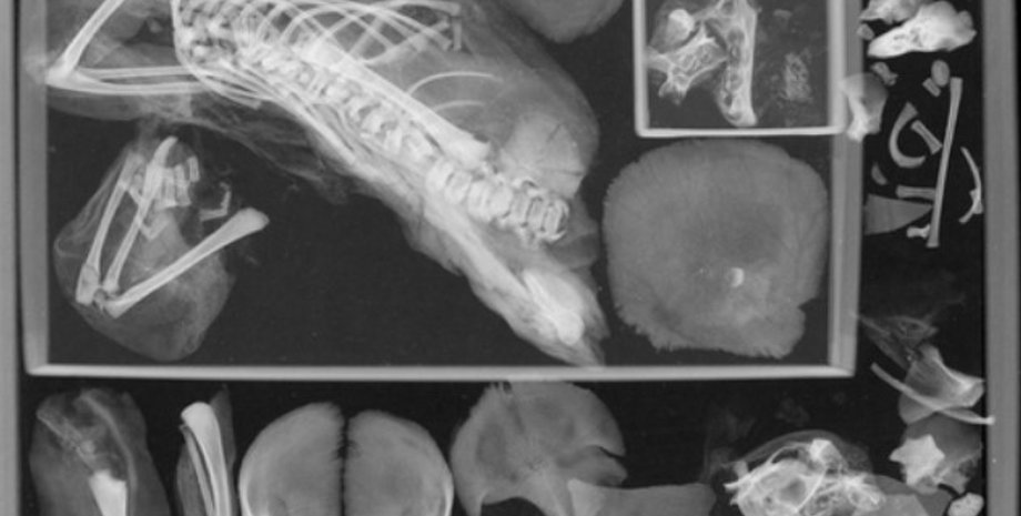 мумія підлітка, муміфікований підліток