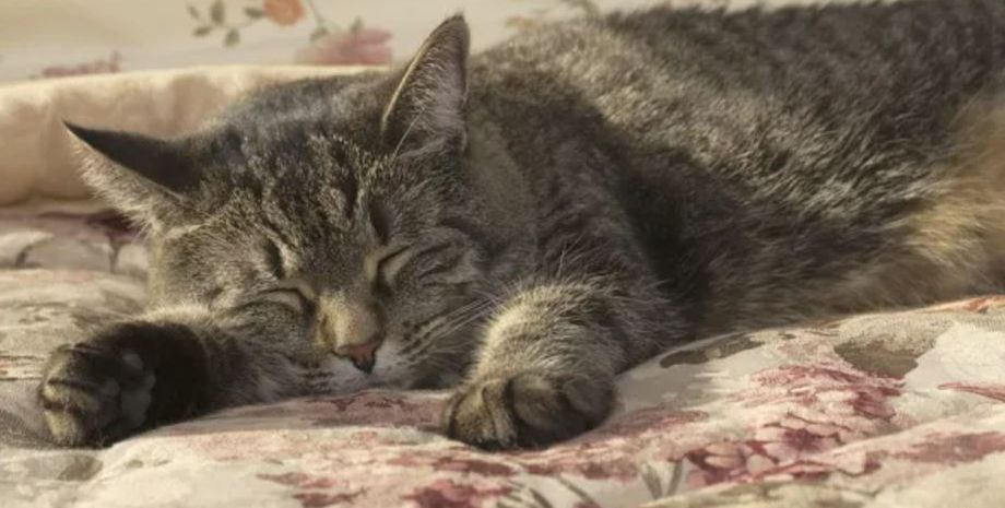 Господиня розказала, що її кішка народила двох зовсім різних кошенят, як таке могло статися, Ліван