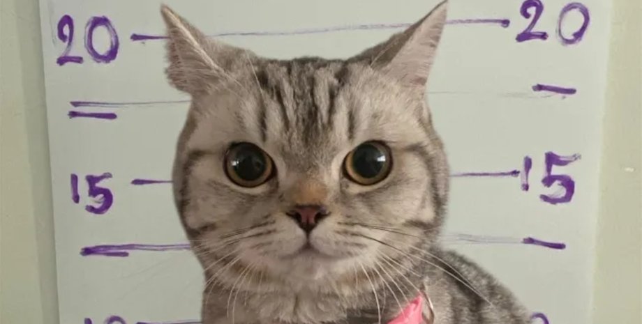 Серый кот с ошейником позирует на фоне ростовой линейки как настоящий преступник