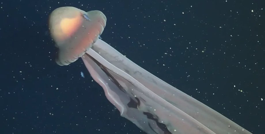 гигантская призрачная медуза
