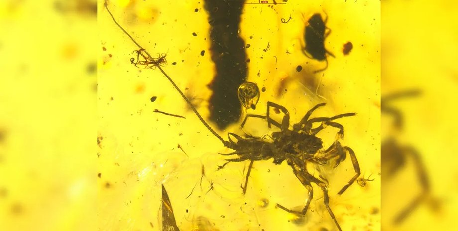 павукоподібний хвіст