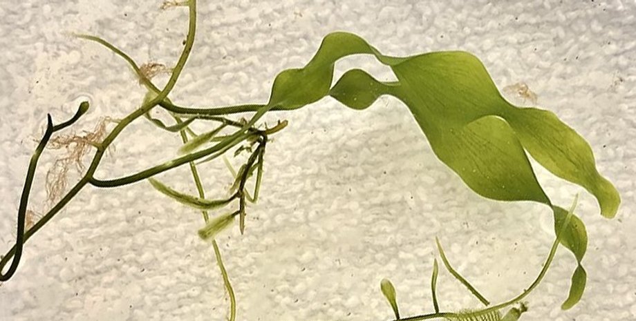 водорості, величезна клітина, найбільша клітина на землі