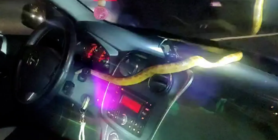 Змею в авто нашла женщина из Испании, пресмыкающееся, рептилия, Испания, авто, малина, полиция, курьезы, видео