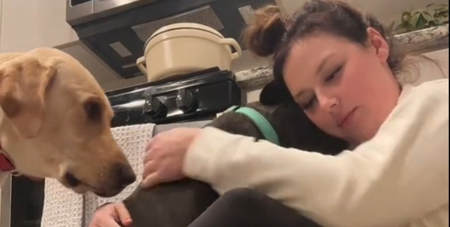 Женщина из США вернулась домой после отпуска и обнаружила разгромленное жилье и пострадавших животных