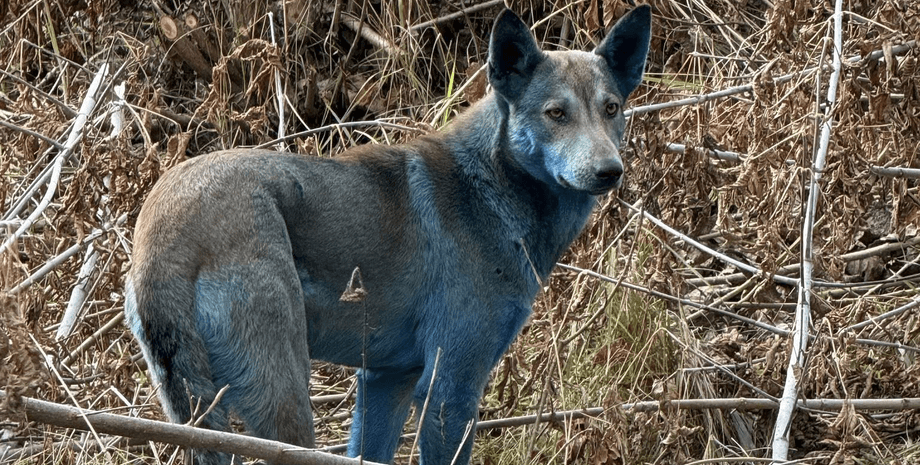 Перевірка фактів: собаки з синього шерстю в Чорнобилі стали предметом дискусії