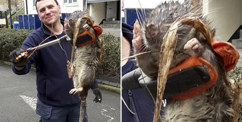 На детской площадке в Лондоне нашли метровую крысу / Фото: Tony Smith/SWNS.com