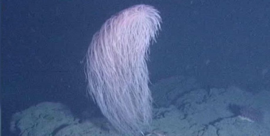 коралл Чубакка