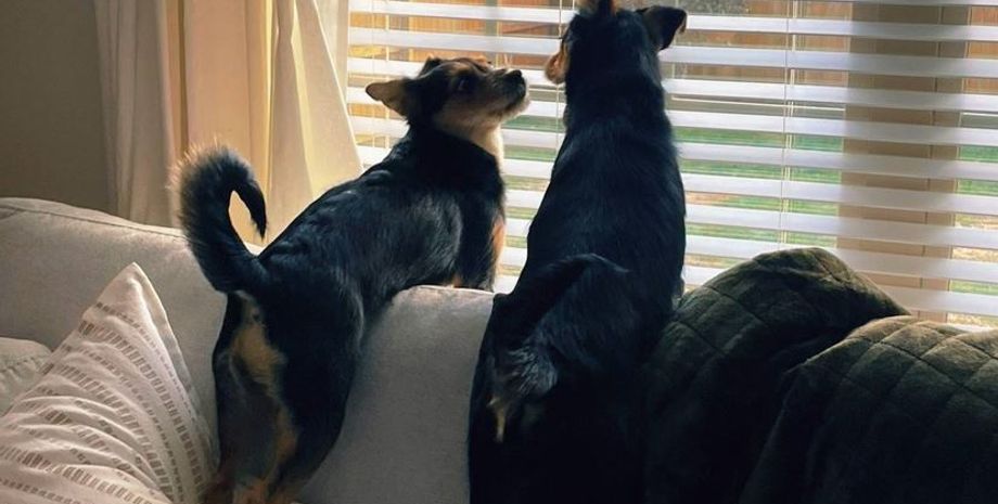 Женщина забрала двух собак из приюта, что интересного показал ДНК-тест, курьезы, фото, США, невероятные истории