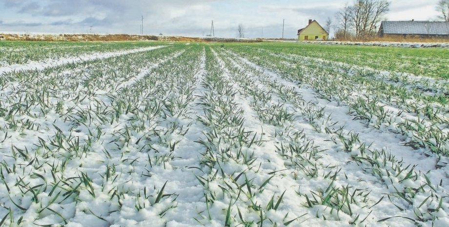 февраль, морозы, урожай, влияние, укргидрометцентр, озимые, деревья, плоды, фото