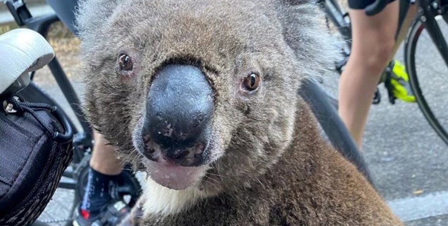 Фото: Twitter/@bikebug2019