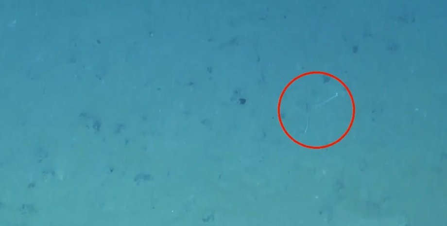 кальмар, глибоководний кальмар, тихий океан