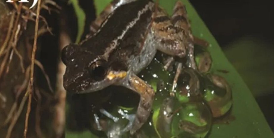 жаба, ікласта жаба