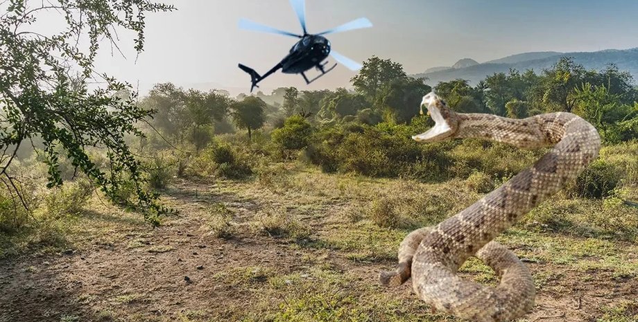 гигантская змея джунгли