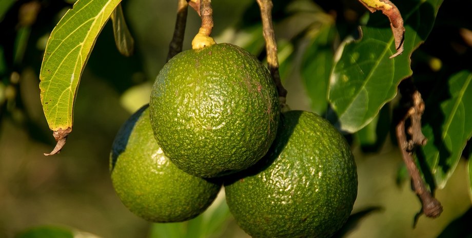 авокадо, сади авокадо, вирощування авокадо, вирощування авокадо