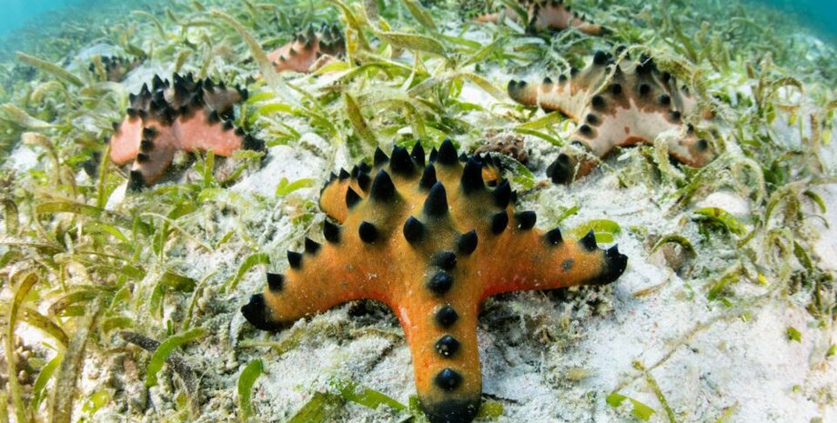 морские травы, морская звезда, морское дно, фото