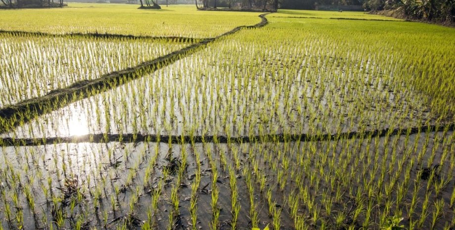 рис, рисовые плантации