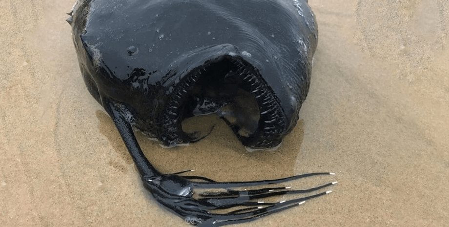 европейский морской черт, берег, песок, вода, фото