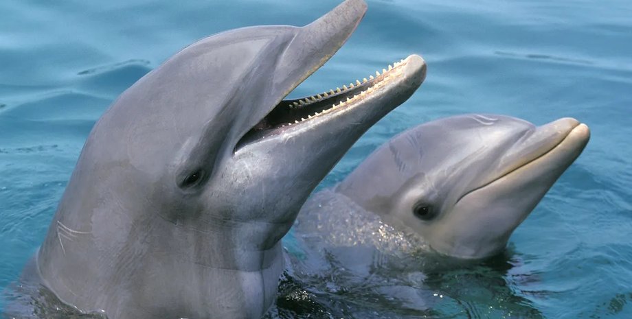 дельфіни афаліни