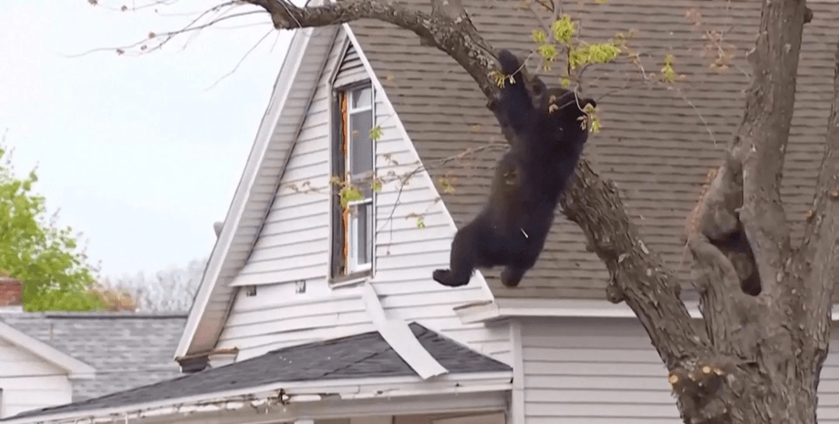 медведь, сша, дерево, курьезы Висел на дереве четыре часа: медведя спасли после звонка очевидцев (видео)