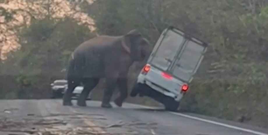 Слон, Пікап, Авто, Автомобілі, Таїланд, Відео, Інцидент, Фото, Водії, Тварини, Заповідник, Природа
