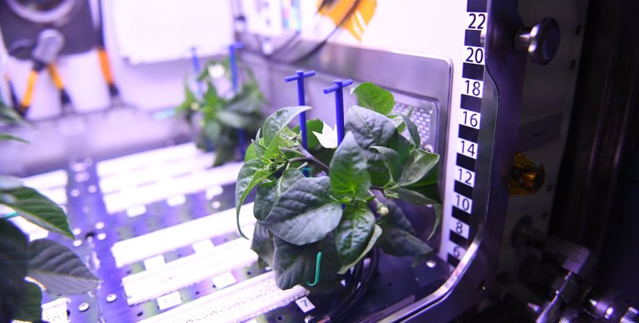 МКС, перець