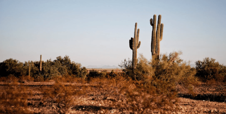 Пустыня, кустарники в пустыне, странный снимок с Google-карт, поразил людей, засекреченные военные кусты, цензура, размытое фото