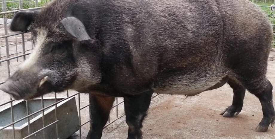свинья и кабан гибрид