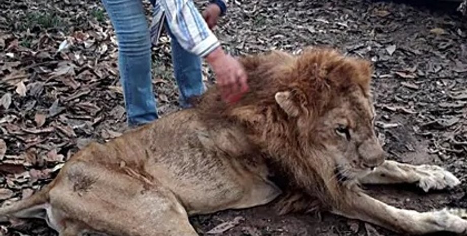 Фото: instagram.com/blackjaguarwhitetiger