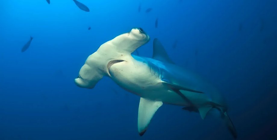 акули-молоти голова