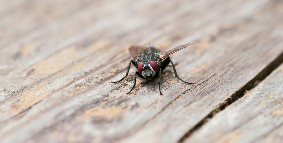 как избавиться от мух