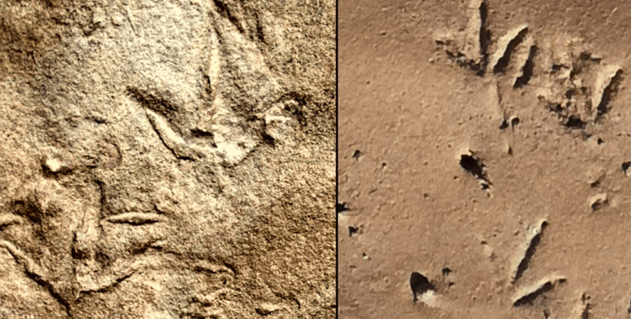 скам'янілість, птах, динозавр, історія, археологи, палеонтологи, вчені, дослідження, вид, вчені, відбитки, сліди