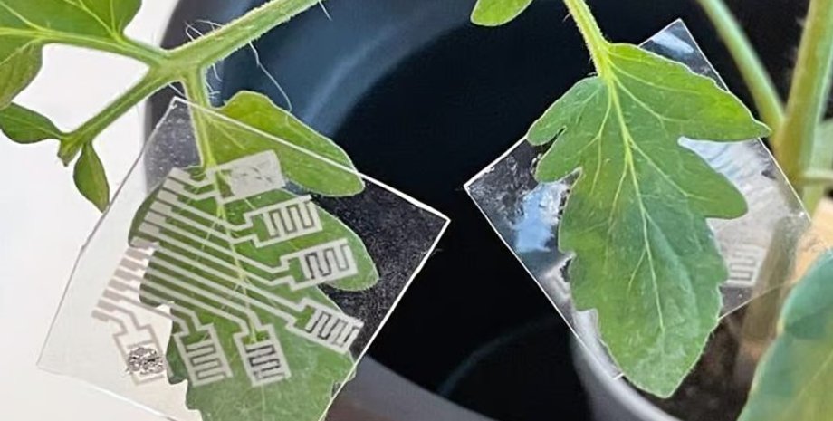 рослина, датчики